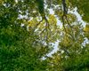 Un studiu sugerează că arborii ar putea stoca mai puțin carbon decât se spera
