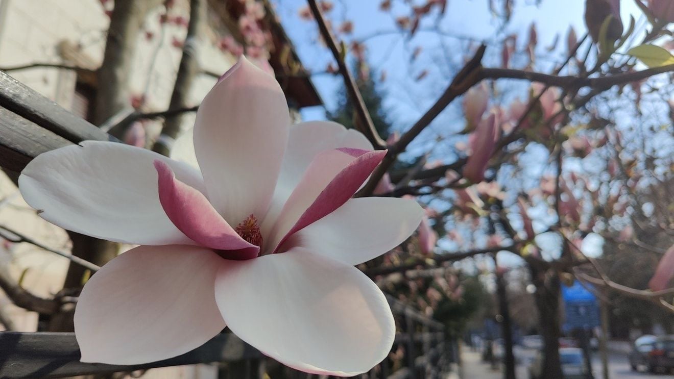 FOTO Bucureștiul roz. Magnoliile înflorite au scos locuitorii Capitalei la plimbare pe străzi, în acest weekend