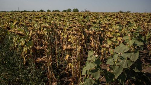 Parlamentul European a aprobat ajutorul de 33,9 milioane de euro pentru România afectată de seceta din 2022 / Italia primește bani pentru inundațiile de anul trecut, iar Turcia pentru cutremurul din februarie 2023