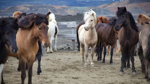 Caii uimesc oamenii de știință. Un studiu revoluționar schimbă complet modul în care ne raportăm la inteligența acestor animale