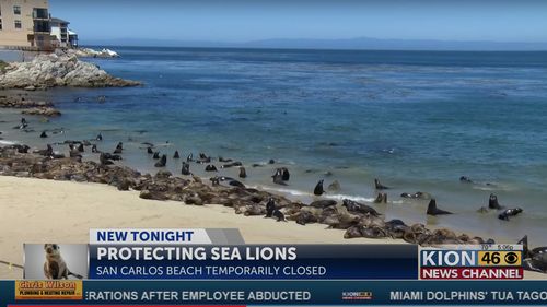 VIDEO Sute de lei de mare au invadat o plajă din California