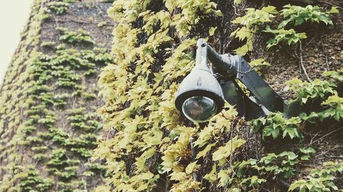 A fost demontată camera de supraveghere de la mormântul lui Helmut Kohl / Administrația locală a considerat că nu există "constatări relevante pentru risc" de vandalism