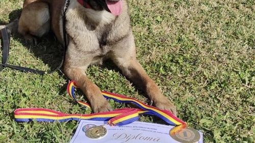 FOTO Căţeluşa Elsa, campioană naţională la căutare şi salvare în caz de cutremur sau alte dezastre