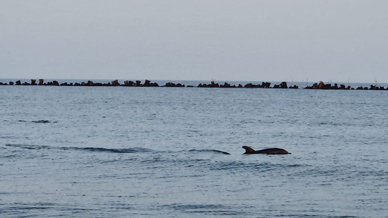FOTO VIDEO Delfinii se joacă aproape de mal, pe o plajă din Mamaia