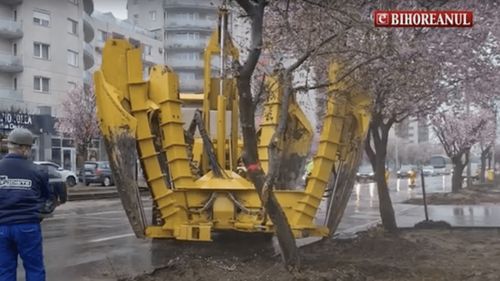 Primăria Oradea a adus un utilaj special din Ungaria, pentru a muta copacii înfloriți de pe Calea Aradului, unde se deschide un șantier