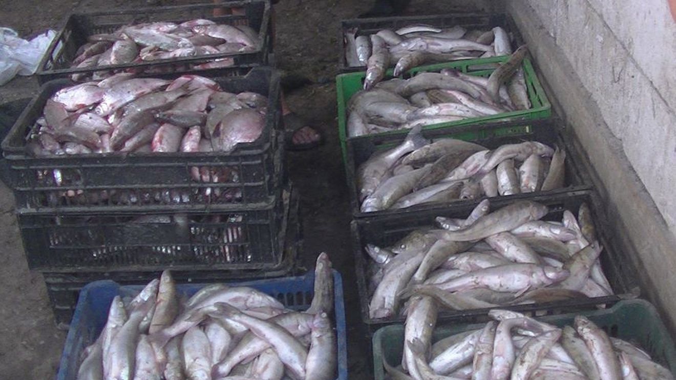 Peste 200 de kilograme de peşte şi 42 de unelte de pescuit au fost confiscate de poliţişti în Delta Dunării
