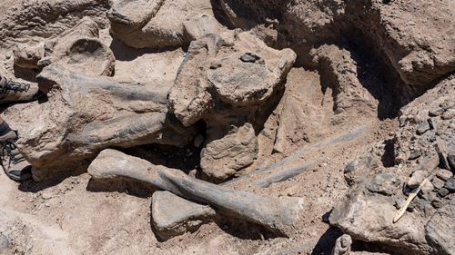 Descoperire fără precedent în Bazinul Hațeg / Cercetătorii anunță identificarea unui sit cu cea mai mare concentrație de fosile de dinozauri din Transilvania