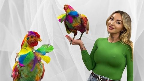 Primul cocoș vopsit profesionist din România, scos la licitație pentru 5.000 de euro / Ideea este inspirată  din America, unde găinile colorate au devenit un adevărat fenomen