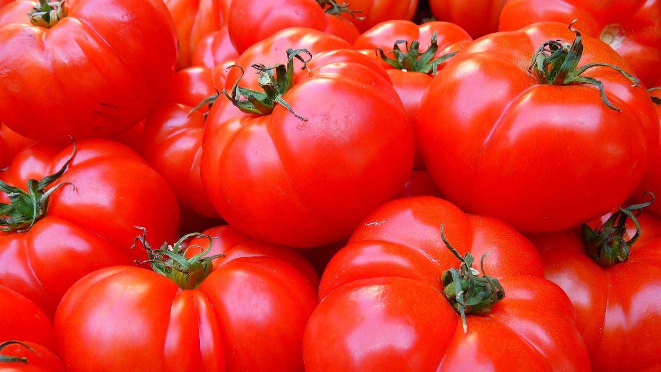 Tomatele din Glodeanu-Sărat sunt sănătoase, garantează Direcţia Agricolă după verificările Corpului de Control