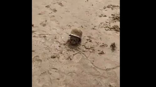 Ucraina: Distrugerea barajului de la Kahovka ar putea să fi scos la iveală rămășițele uneia dintre cele mai mari bătălii din istorie