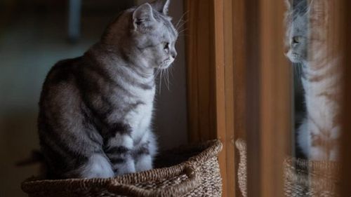 Te simți vinovat că îți lași pisica singură acasă? Cum percepe felina despărțirea. Adevărul te va surprinde și te va face să îți privești animalul cu alți ochi