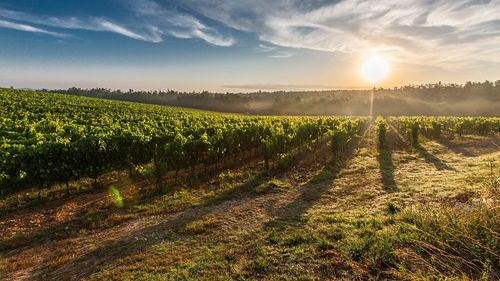 Un muncitor român în agricultură a murit pe câmp, la o fermă din Italia / Avea 42 de ani / S-a deschis o anchetă, pentru că legea interzice munca în soare, între orele 12 și 16