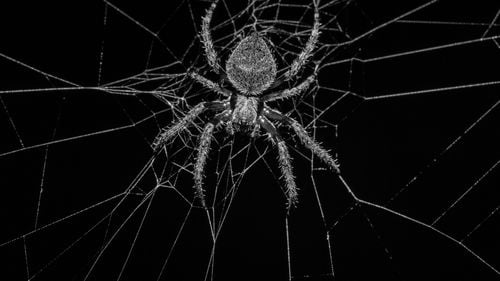 Australienii au fost rugaţi să captureze şi să doneze păianjeni periculoşi pentru un program de antivenin