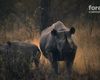 Rinocerii negri revin într-un parc natural din Zimbabwe, la 30 de ani după ce au fost strămutaţi din cauza braconierilor