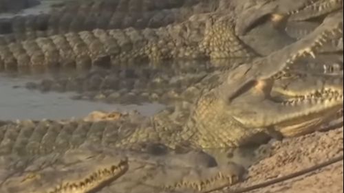 India intenţionează să folosească şerpi şi crocodili pentru a stopa imigraţia ilegală din Bangladesh