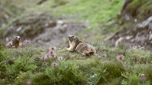 Pauza de respirație: Trei marmote, filmate jucându-se în zona alpină înaltă