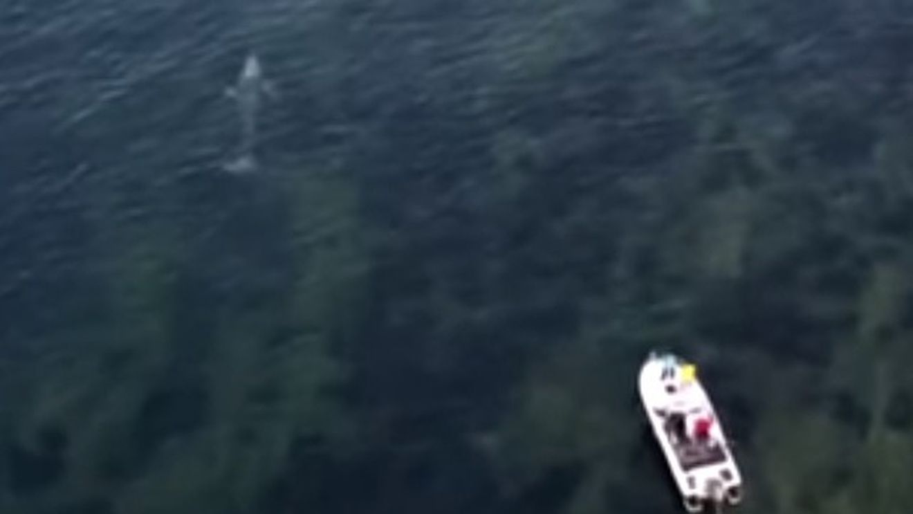 VIDEO Balenă cenușie rătăcită din Oceanul Pacific în Marea Mediterană, observată de-a lungul coastei estice a Spaniei