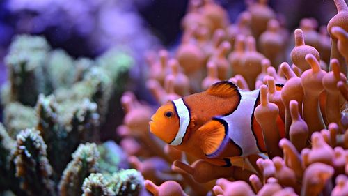 Cel mai mare coral din lume a fost descoperit în apropierea Insulelor Solomon, în Oceanul Pacific