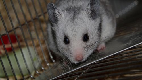 Teste realizate pe hamsteri în Hong Kong au dovedit eficacitatea măştilor sanitare împotriva răspândirii coronavirusului