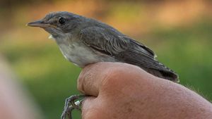 O nouă specie de pasăre pentru România, descoperită în rezervaţia ”Dunele Marine de la Agigea” / Frunzăriţa balcanică migrează toamna spre Africa din Turcia și din zona de sud-est a Europei