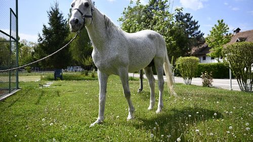 FOTO Jandarmeria Română caută o nouă casă pentru "Șarlatan", un cal de 18 ani care a participat la defilările pe sub Arcul de Triumf