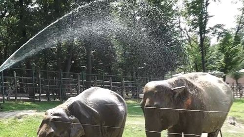 VIDEO Pauza de respirație: Elefanții de la ZOO Târgu Mureș se răcoresc sub un „duș” improvizat de îngrijitori