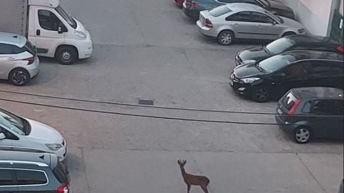 „A apărut frumusețea asta între betoanele noastre” / Căprioară, surprinsă între blocuri în Florești, Cluj