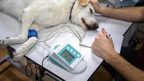 Legea votată de coaliția ad-hoc PSD – PNL care dădea medicilor veterinari monopol pe farmaciile și cabinetele veterinare, respinsă de CCR