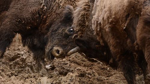 Crește numărul de zimbri în Carpați. Sunt doar 5.000 în sălbăticie, în întreaga Europă