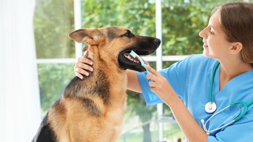 Îngrijirea dentară la câini și pisici: De ce este importantă igiena orală a animalului tău și ce produse noi există pe piață