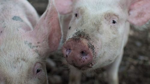 Două focare de pestă porcină africană, identificate în județul Buzău/ Au fost impuse restricții de mișcare