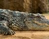 Băiat de 3 ani, rănit grav în țarcul cu crocodili la o grădină zoologică din Marea Britanie. Un bărbat a fost arestat sub tentativă de omor