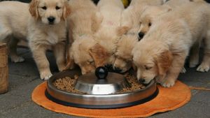 Care este dieta de calitate pe care o alegem pentru puii de pisică sau de câine în primele 12 luni de viață: Sfatul medicului veterinar Beatrice Ilea