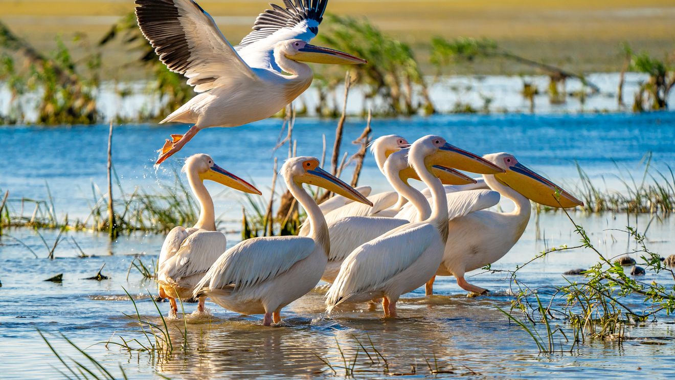 Ziua Mondială a Mediului: Cinci semne ale crizei climatice și ale declinului biodiversității în România / De la turbării și Delta Dunării până la valurile de căldură din Marea Neagră