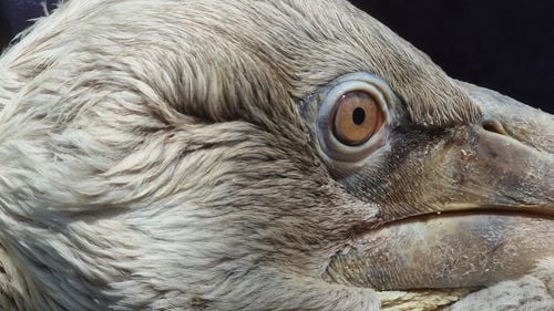 GALERIE FOTO Șapte pelicani creți din Delta Dunării au fost echipați cu GPS pentru a fi studiați mai bine și pentru protejarea lor pe termen lung