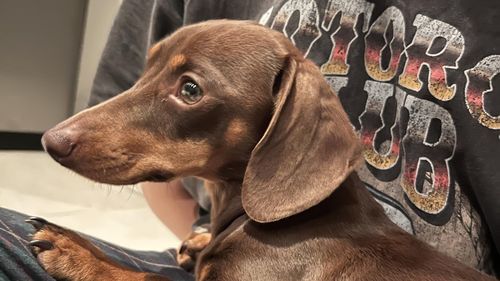 VIDEO Un teckel miniatural care a fost furat de acasă în sud-estul Angliei de un bărbat mascat a fost returnat după mai puțin de 24 de ore, grație unui video devenit viral