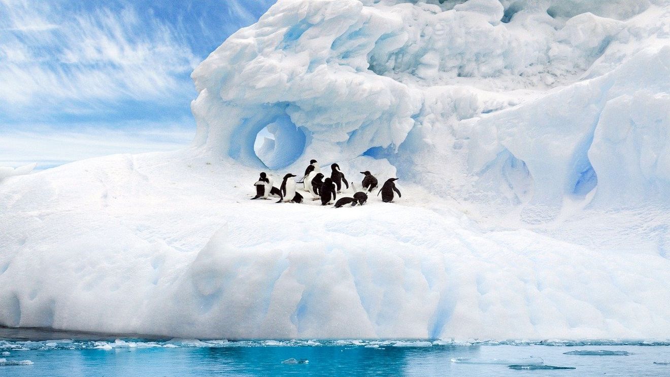 STUDIU Microparticule de plastic, identificate în dieta pinguinilor din Antarctica