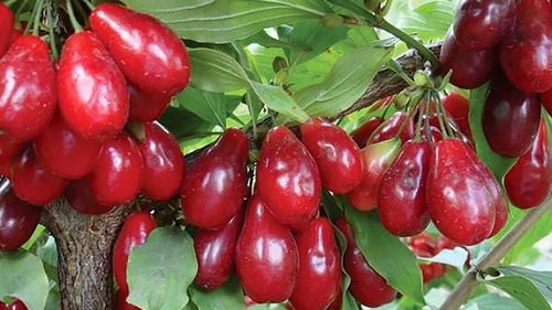 Cel mai mare producător de fructe de corn din Ucraina vrea să intre pe piața din România / Compania exportă fructele cu 110 grivne/kg, echivalentul a 17 lei/kg