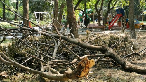 Capcanele din parcurile Bucureștiului - de ce să te ferești când vizitezi Cișmigiul, Herăstrăul și Parcul Kiseleff. Peisagist: ”Natura pune stăpânire pe ele, vor fi pline de șerpi, țânțari sau alte tipuri de insecte”