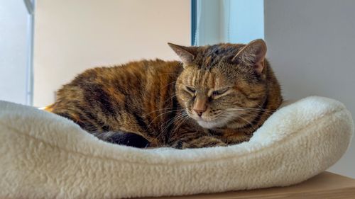 Sfaturi esențiale pentru îngrijirea pisicilor în vârstă: Încurajați exercițiile fizice ușoare, aveți grijă de dantura lor și treceți la litiere cu laturi joase