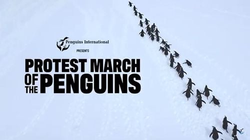 VIDEO „Marșul de protest” al pinguinilor împotriva tarifelor lui Trump va avea loc săptămâna aceasta