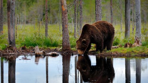 USR Braşov: Recoltările de urşi nu vizează exemplarele „problemă”, s-a permis vânătoarea de trofee în creierul munţilor