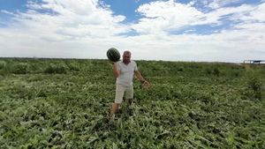 FOTO-VIDEO | A început sezonul lubeniței de Gottlob / Producătorii vând mai ieftin, deși costurile au crescut: „Au apărut foarte multe importuri, ceea ce a dus la scăderea accentuată a prețurilor””