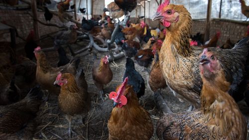 Răspândirea rapidă a gripei aviare în Europa provoacă îngrijorări privind o nouă criză / Milioane de păsări de curte, ținute în spaţii închise, de teama infectării