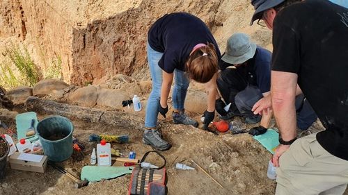 Arheologii au descoperit în Israel un colţ fosilizat ce a aparținut unei specii dispărute de elefant gigantic