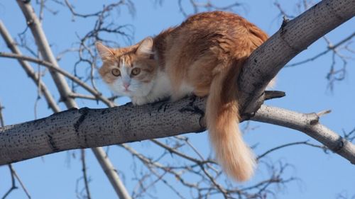 Mobilizare pentru pisicile pierdute în urma exploziei din Rahova. Asociația TNR cere ajutorul comunității: ‘’Nu lăsați mâncare în zonă! Pentru a putea prinde pisicile, care sunt speriate, este nevoie să iasă în căutarea hranei’’