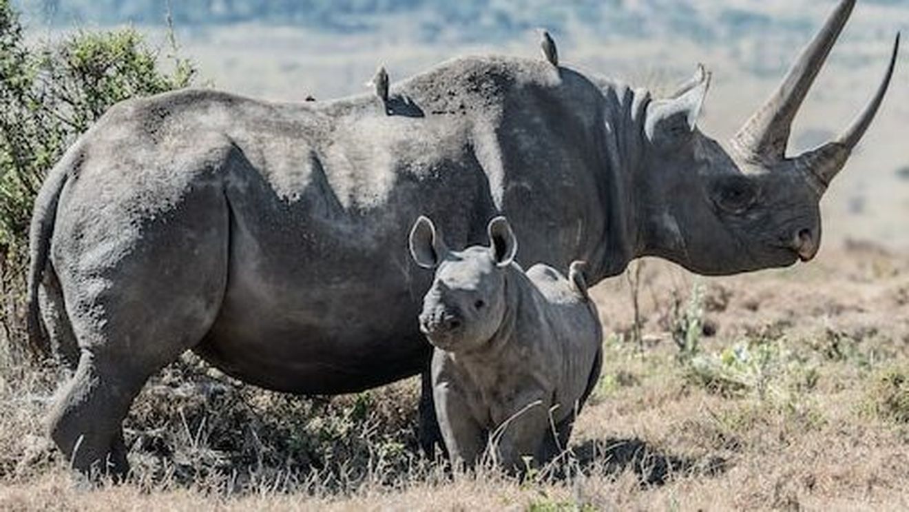 Al treilea pui de rinocer negru care s-a născut într-o grădină zoologică din Cehia/ Specia este în pericol critic de dispariție