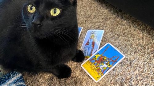 Pisica neagră care îți „citește” viitorul în cărțile de tarot: „A prezis chiar și problemele de la serviciu” / Cole e cel mai căutat ghicitor felin din lume și o senzație pe internet