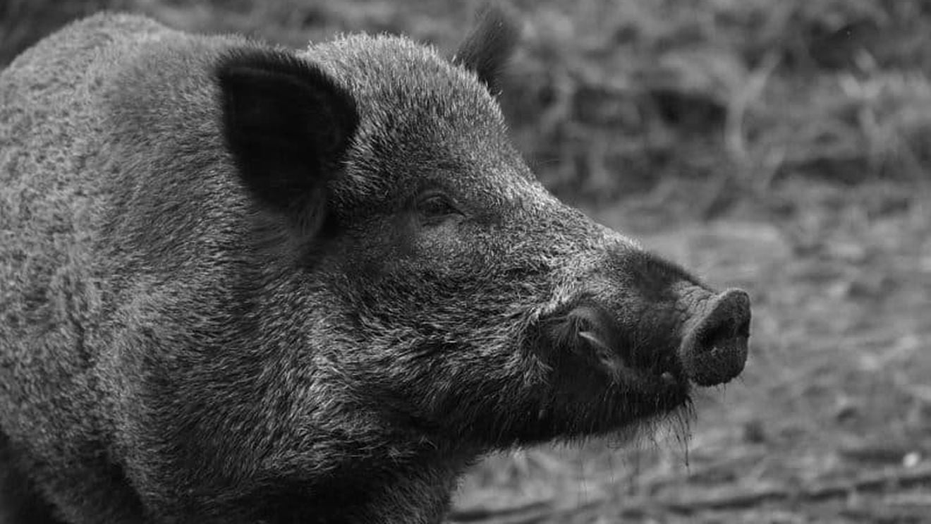 Digi24: România a ignorat avertismentele din 2017 ale Comisiei Europene și a slăbit controalele pentru pesta porcină africană