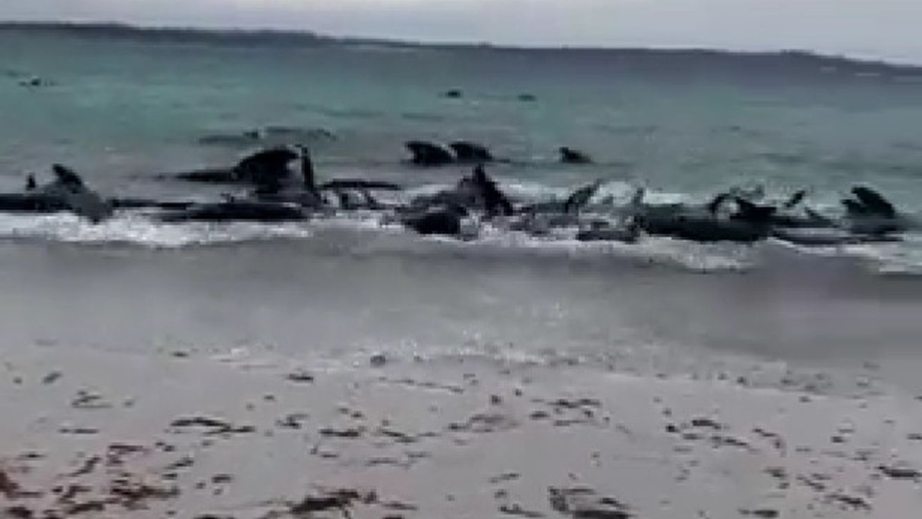 Circa 100 de balene-pilot au eşuat în largul coastelor statului Australia de Vest